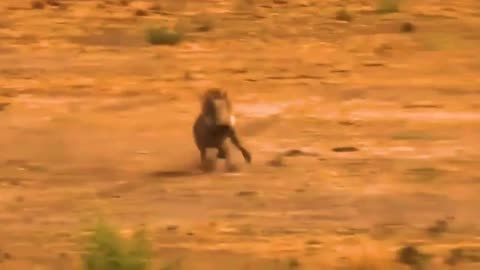 Look What Happens When The stupid Warthog Try To Escape Cheetahs Alone