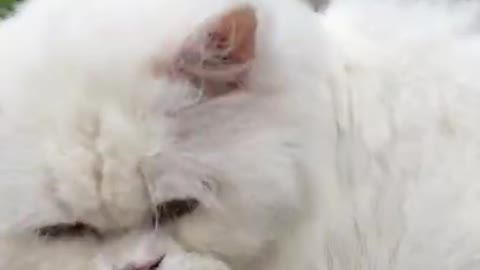 Extremely beautiful cute white fluffy persian cat playing in the rain || Cat play run funny #shorts