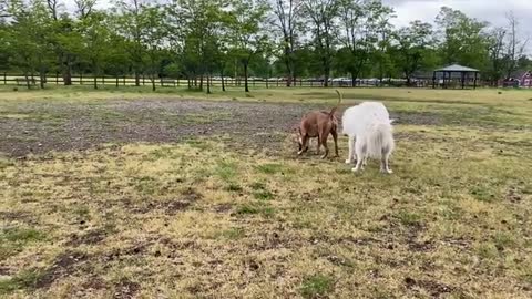 German Shepherd Atacks Pitbull OFF LESH PARK]