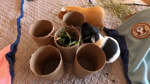 Guinea pig intelligence test!