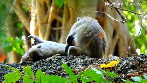 How Eagle Attack Kangaroo Success