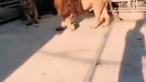 Tiger tries to attack lion