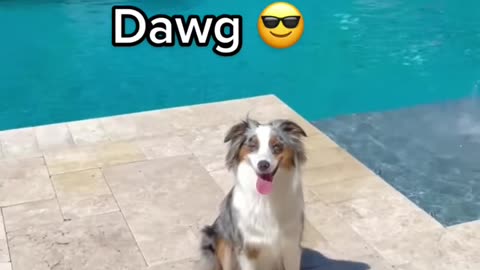 Nothin' but a DAWG Petsies© TikTok