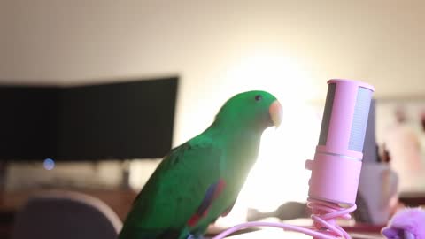 Cute parrot playing with ASMR microphone