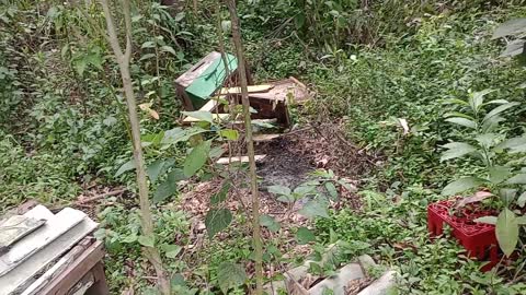 recuperando o apiario abandonado