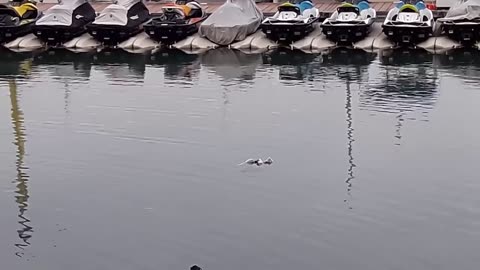 Shocking Encounter: Watch as Majestic Eagle Battles Octopus in Epic Ocean Showdown!