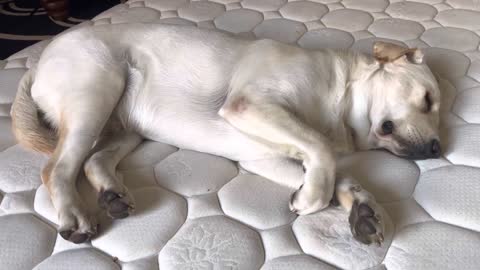 Tez relaxing #labrador #petlover #lab #lab #pets #dog #doglovers