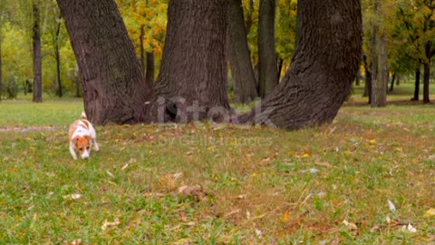 Dog and birds Jack Russell Terrier Dog Breed happy energetic dog hunting for pigeons🥰