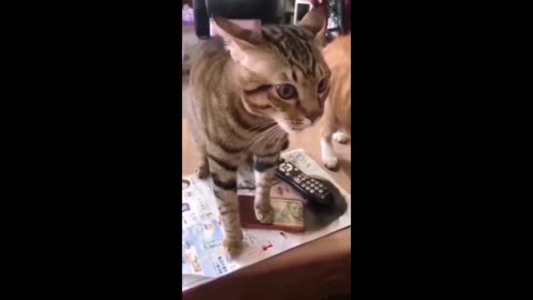 Funny Animal videos | Funny Cat 😺 video | Love Cat