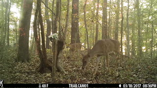 Deer getting a treat.