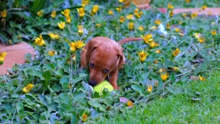 Funny Dog - Puppy Play With Ball