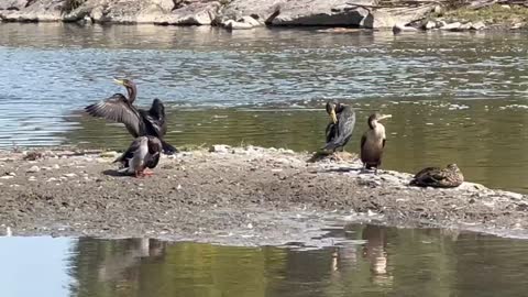 Angry Birds... Cormorants 🤣