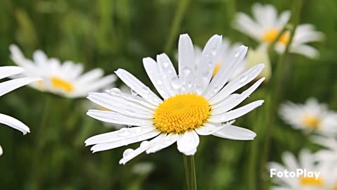 A lovely melody of a summer day, wildflowers and herbs for relaxation .