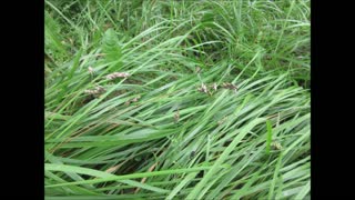 Fragrant Gratitude ~ Sweetgrass