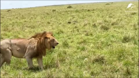 Why Do Lion Not Attack When you Are In Safari Vehicle_ The Answer Will Make You Surprise!