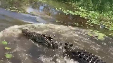 Our big wild croc going nuts