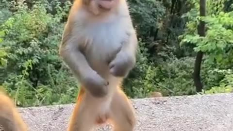 monkey dance video on music