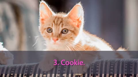 Cutest Cat Names - TOP 10