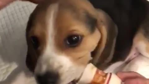 Cute Beagle Paul