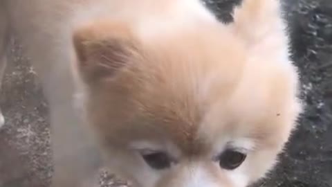 Siberian Husky Finds A Lost Pomeranian Puppy Outside!