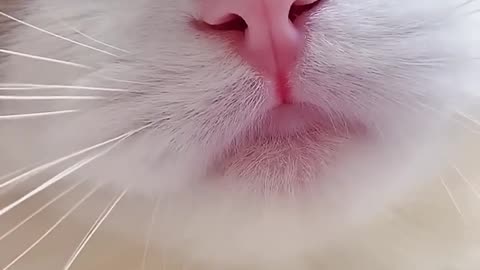 cute cat reaction