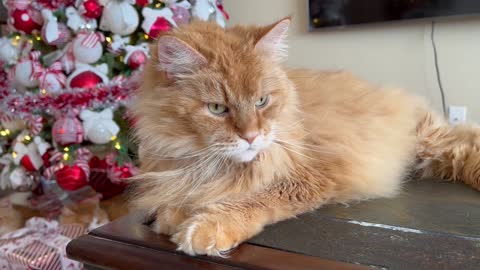 Merry Christmas from our Maine Coon Cats!