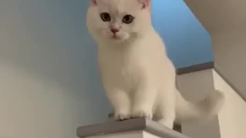 funny cat video cute lovely cat video 😀😘😘