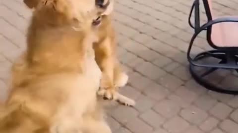 Best Funny Animal Videos 2022 - Funniest Cats And Dogs Video