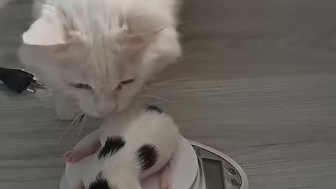 Cat mom carries her kitten back