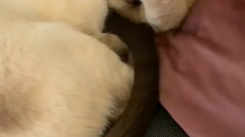 Cat kisses closed boyfriend