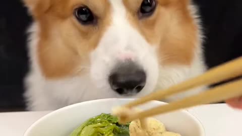 Dogs eat corgis eat chicken balls and rough noodles..