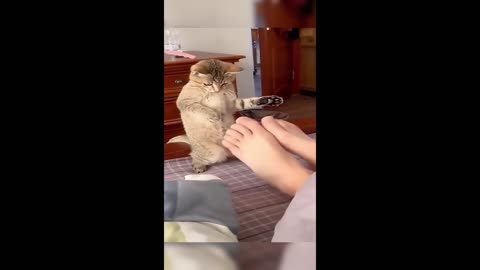 Funny Animal videos