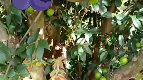 Jaboticaba tree in its 3rd harvest. These will be ripe in a few days.