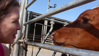 Super Affectionate Cow Gives A Woman Kisses