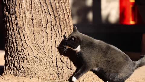 Black cat climb a tree