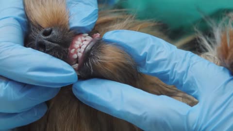 The veterinarian examines the puppy's jaw and milk teeth that have not fallen out in a timely manner