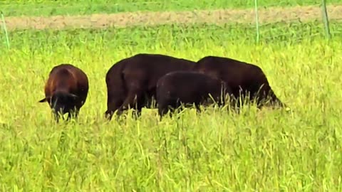 Beautiful sheep in a pasture / beautiful animals in a meadow.