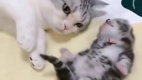 mommy cat hugs baby kitten having a nightmare