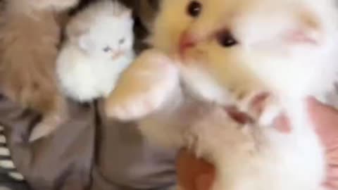 kitten.Cute Baby-Cat.Cute Cat Videos.Cat Sound meow | #shorts #cat #cats #catfunnyshorts #luca #cute