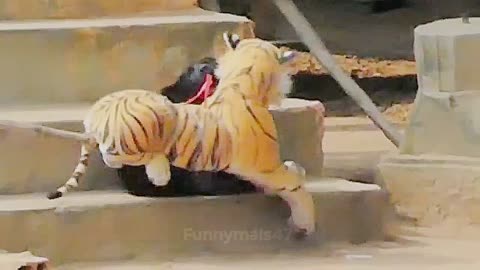 Funny Animals Prank Video Part-01