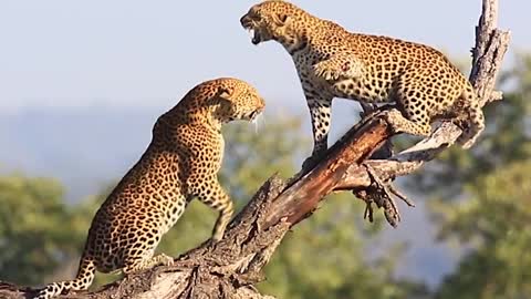 #Leopards fight over territory