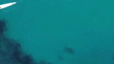 Majestic humpback whale curiously follows kayaker on an epic journey