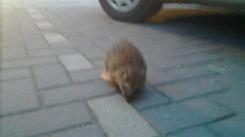 Hedgehog sleep