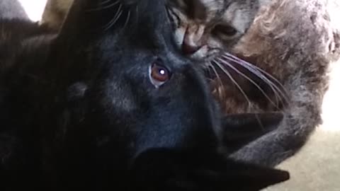 Confused dog is groomed by cat.