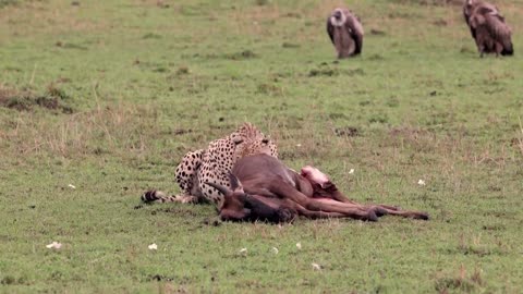 A Cheetah Hunting | Animals