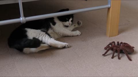 Cat playing with spider