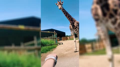 Cute giraffe eating in girl's hand