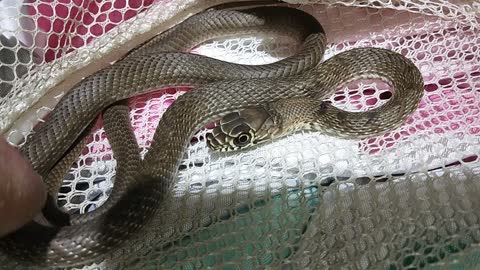 🐍 Baby Coachwhip Snake