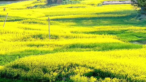 Golden rapeseed flowers spring breath rapeseed