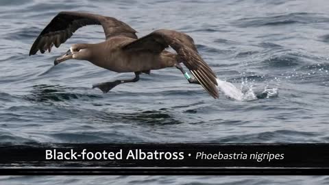 The Most Haunting Birds Songs of the World